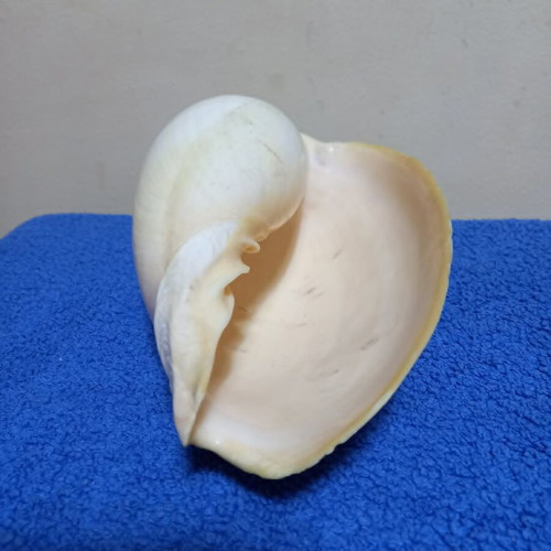 Melo Diadema seashell used, nautical decoration