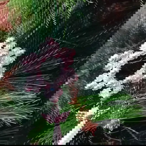 Коледна украса комплект от 5 звезди с ангел нов