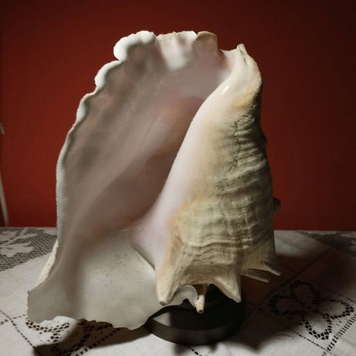 Natural shell lamp with bronze base, set of 2