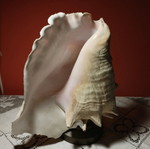 Natural shell lamp with bronze base, set of 2
