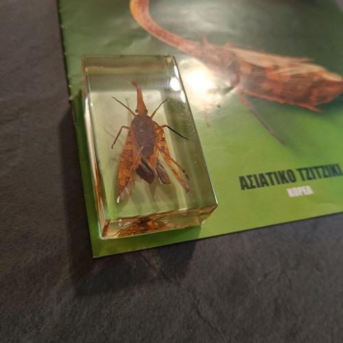 Real Insects Issue 10 used, in very good condition