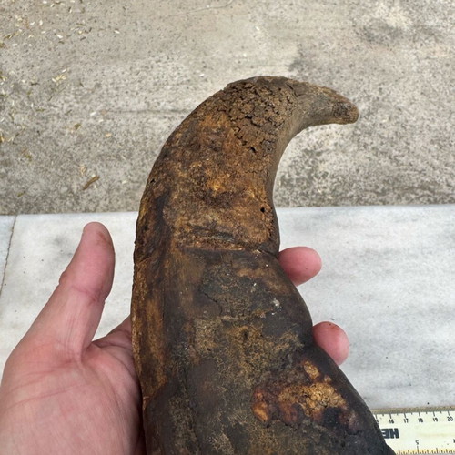 Transport container used, possibly for gunpowder, made of horn