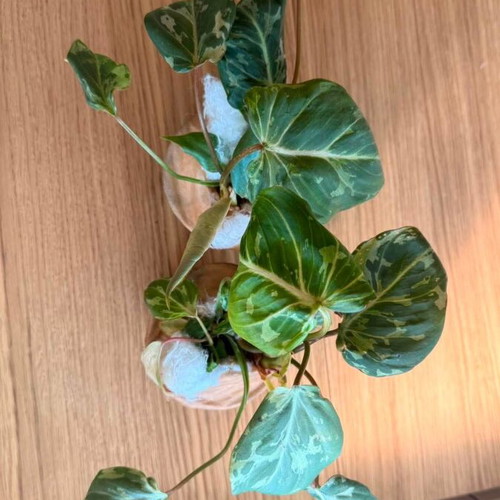 Philodendron Gloriosum Snow Leopard plant new