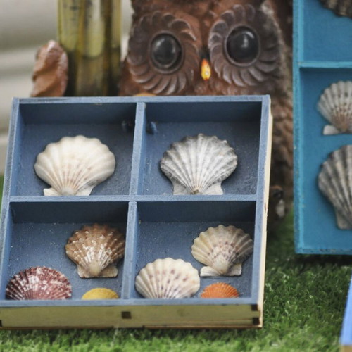 Colorful wall frames with seashells set of 5 new