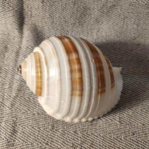 Tonna seashell like new, 13x8x8 cm