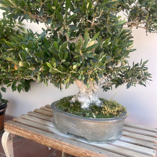 Bonsai Olive Tree Over 100 Years Old