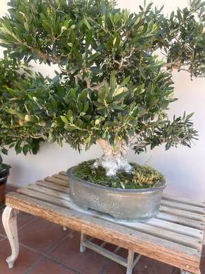 Bonsai Olive Tree Over 100 Years Old