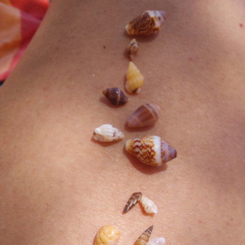 Sea shells new, medium size, pack of 8