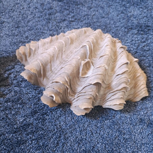 Decorative shells like new, set of 2 pieces