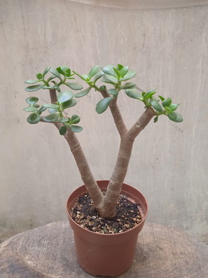 Crassula Ovata succulent plant new, bonsai style in nursery pot