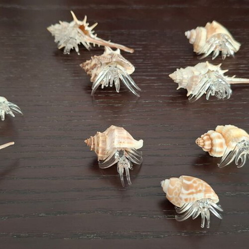 Decorative collection of real shells with crystal new