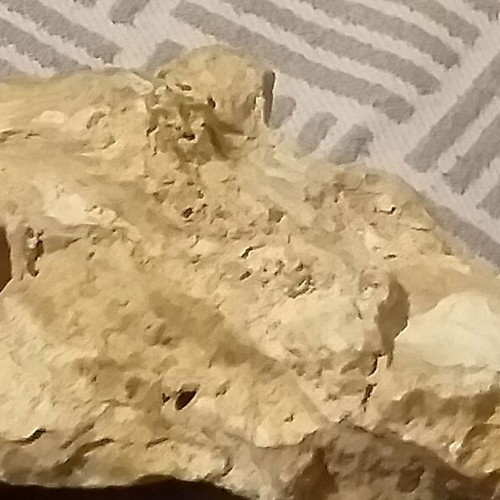 Fossils like new, set with comb, starfish and unknown