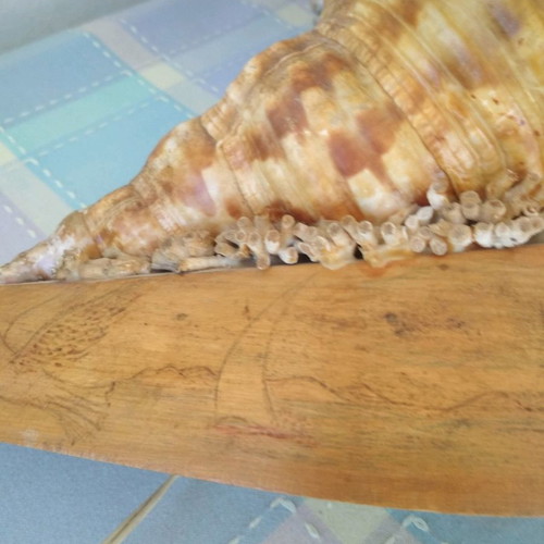 Vintage shell lamp used with wooden base