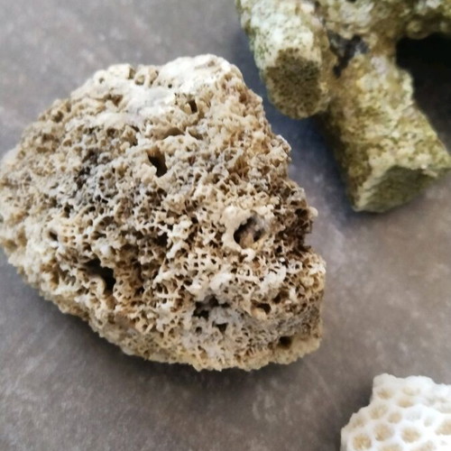 Rare rocks used, pack of 7 pieces, coral from Sri Lanka