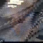 Μπλούζα Μακρυμάνικη Bugatti βαμβάκι Size M