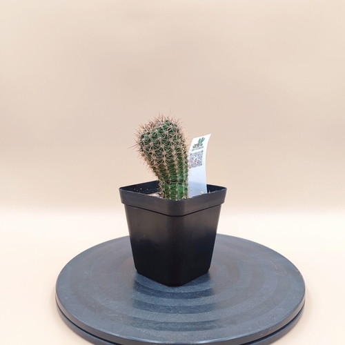 Echinopsis cactus in plastic pot, new, set of 5 mini plants