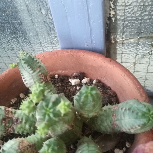 Cactus small used with two offsets