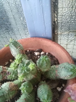 Cactus small used with two offsets