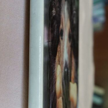 Collies Diane McCarty book like new, English language