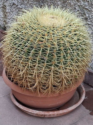 Κάκτος Echinocactus grusonii καινούργιος, ηλικίας 40 ετών, περίμετρος 1 μέτρο