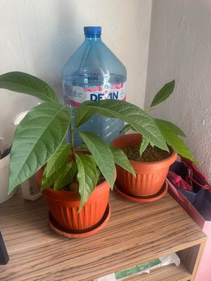 Avocado plant, 4.5 months old