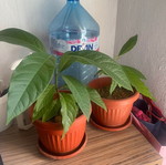 Avocado plant, 4.5 months old