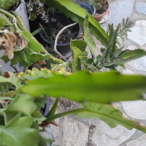 Dragon fruit cuttings new, various sizes