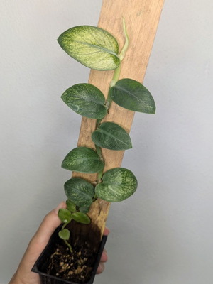Φυτό Rhaphidophora Hongkongensis Mint για τερράριο