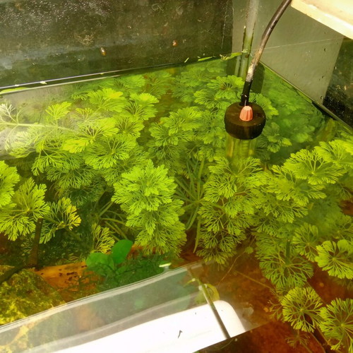 Sessiflora aquarium plant new