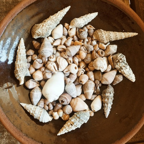Seashells new, choose any quantity
