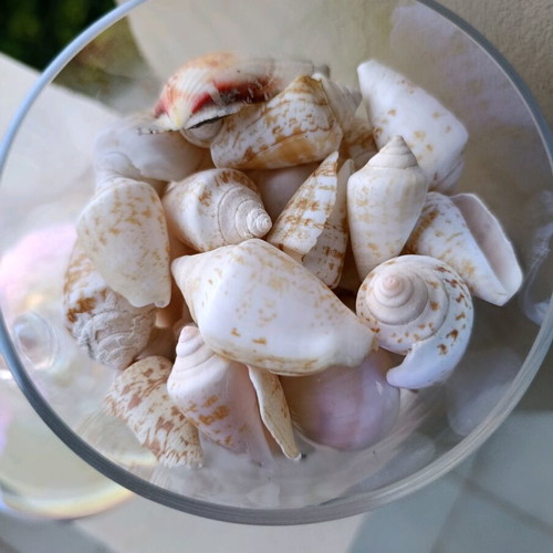 Decorative vase like new with real seashells, glass