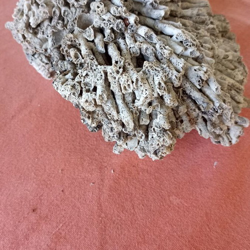 Vintage Authentic Mediterranean Coral Specimen 16 cm, 1980s