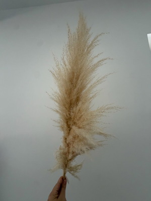 Αποξηραμένα στελέχη pampas grass σε μπεζ για διακόσμηση