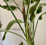 Strelitzia Nicolai φυτό σαν καινούργιο, ύψους 2,40μ. σε γλάστρα