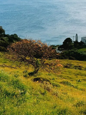 Andros Land Plots 4 Stremmata with Spring and View, Buildable