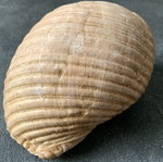 Large shell used