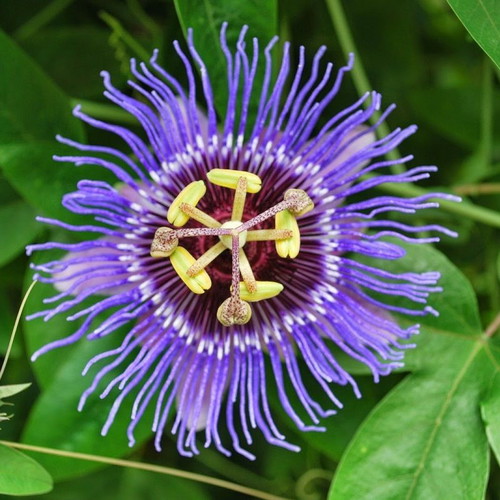 Passiflora Incarnata climbing plant seeds, 10 pcs