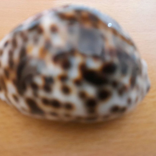 Cypria Tiger Shell 9cm like new, rare find