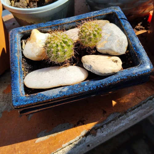 Echinopsis cacti set of 2 in handmade ceramic pot, new