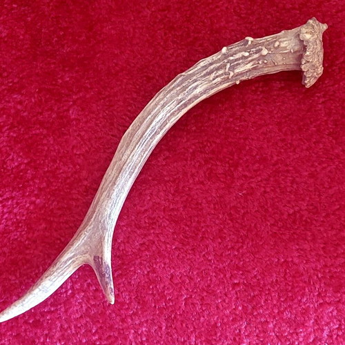 Roe Deer Antler used, natural decoration and craft material