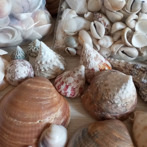 Natural seashell collection, various sizes and shapes, 2kg