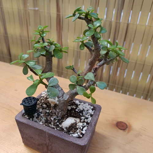 Portulacaria afra Bonsai 18cm new