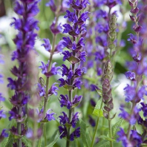 Salvia perennial aromatic plant purple sage seeds, pack of 20