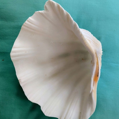 Large natural seashell 20 x 15 x 7 cm like new