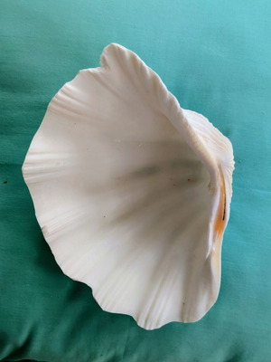Large natural seashell 20 x 15 x 7 cm like new