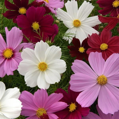 Cosmos Bipinnatus flower seeds, mix of colors, pack of 25