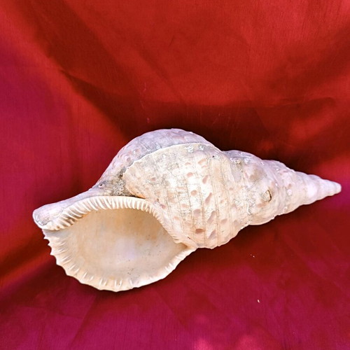 Triton shell natural, 30 cm length, like new