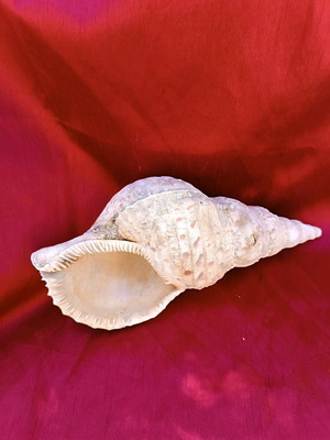 Triton shell natural, 30 cm length, like new