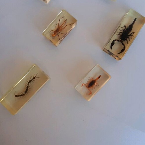 Insect collection like new in plexiglass