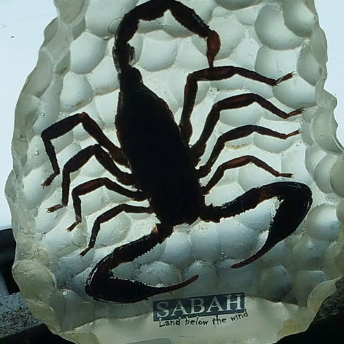 Large Scorpion in epoxy resin like new, souvenir from Malaysia